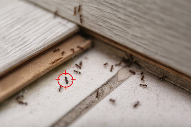 Best Mosquito Control Services  in Berrien Springs, MI